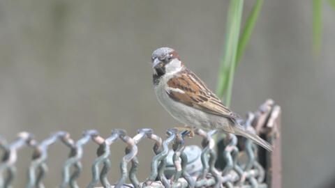 Why are Paris' iconic sparrows disappearing?