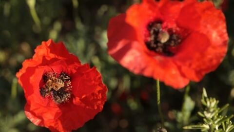 Discovering France's most beautiful gardens