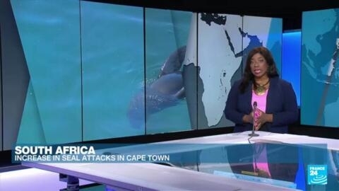 Poisoned and hyperaggressive seals attack Cape Town tourists