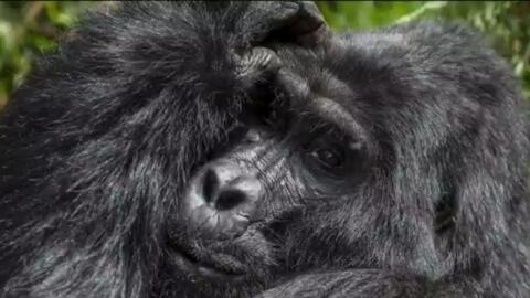 Uganda's first wildlife vet Gladys Kalema-Zikusoka champions mountain gorillas