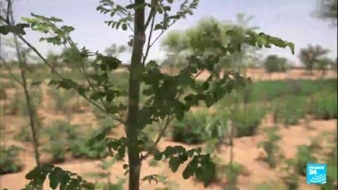 The private backers of the Great Green Wall