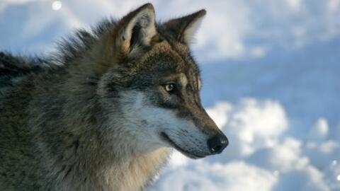 Superpredator: Can humans and wolves coexist?