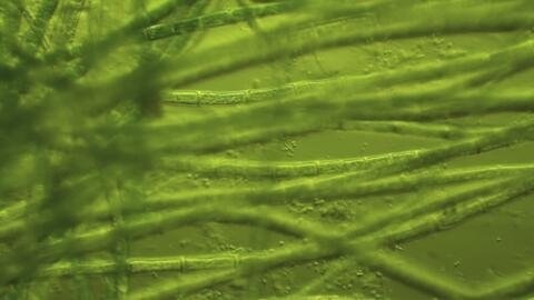 Toxic algae: Blooming danger?