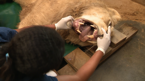 France's Amnéville Zoo, where animals are king